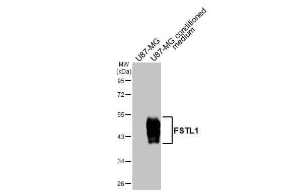 U87-MG whole cell extract and conditioned medium (30 ug) were separated by 10% SDS-PAGE, and the membrane was blotted with FSTL1 antibody [N1C3] (NBP2-16541) diluted at 1:1000. The HRP-conjugated anti-rabbit IgG antibody  was used to detect the primary antibody. 