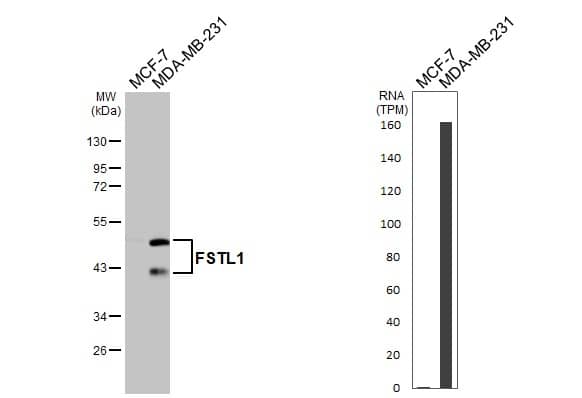 Various whole cell extracts (30 ug) were separated by 10% SDS-PAGE, and the membrane was blotted with FSTL1 antibody [N1C3] (NBP2-16541) diluted at 1:1000. The HRP-conjugated anti-rabbit IgG antibody  was used to detect the primary antibody. Corresponding RNA expression data for the same cell lines are based on Human Protein Atlas program. 