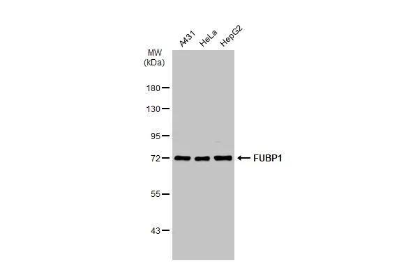 Various whole cell extracts (30 ug) were separated by 7.5% SDS-PAGE, and the membrane was blotted with FUBP1 antibody (NBP2-16542) diluted at 1:5000. The HRP-conjugated anti-rabbit IgG antibody  was used to detect the primary antibody. 