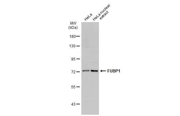 HeLa whole cell and nuclear extracts (30 ug) were separated by 7.5% SDS-PAGE, and the membrane was blotted with FUBP1 antibody (NBP2-16542) diluted at 1:5000. The HRP-conjugated anti-rabbit IgG antibody  was used to detect the primary antibody. 