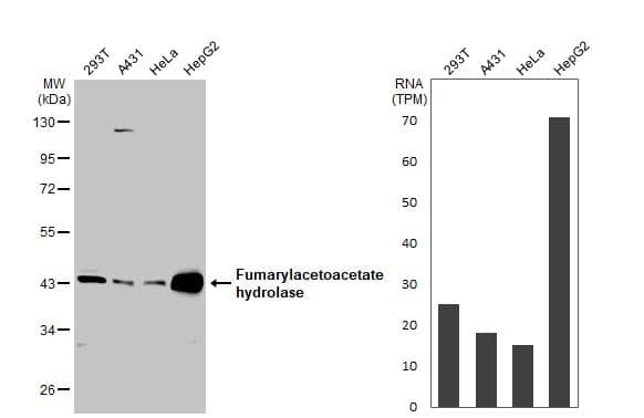 <b>Orthogonal Strategies Validation. </b>Western Blot: Fumarylacetoacetate hydrolase Antibody [NBP2-16546] - Various whole cell extracts (30 ug) were separated by 10% SDS-PAGE, and the membrane was blotted with Fumarylacetoacetate hydrolase antibody  diluted at 1:1000. The HRP-conjugated anti-rabbit IgG antibody  was used to detect the primary antibody. Corresponding RNA expression data for the same cell lines are based on Human Protein Atlas program.