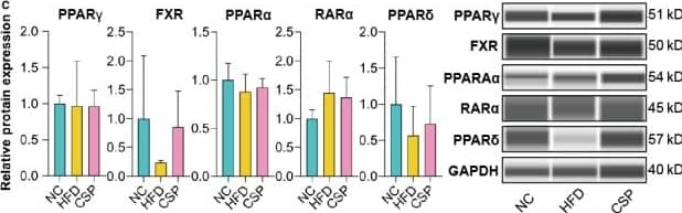 Western Blot: FXR/NR1H4 Antibody [NBP2-16550] - Biochemical measurements & the mRNA & protein expression of top 5 NRs. A, Results of biochemical parameter measurements. Among the serum indicators, ALT in HFD group higher than it in NC group (P = .0004) & CSP group (P = .0222); the AST in HFD group higher than it in NC group (P = .0006) & CSP group (P = .0149); ALP in HFD group higher than it in NC group (P < .0001) & CSP group (P = .0013), & it lower in NC group than in CSP group (P = .0017); in HFD group, the TC level higher than it in NC group (P < .0001) & CSP group (P = .0003), & in NC group, it lower than it in CSP group (P < .0001); in HFD group, the TG level higher than it in NC group (P = .0011) & CSP group (P = .0476); in HFD group, the GLU level higher than it in NC group (P < .0001) & CSP group (P = .0002); & in HFD group, the HDL‐c level higher than it in NC group (P < .0001) & CSP group (P = .0022), & in NC group, it lower than it in CSP group (P < .0001) (n = 10). Among the liver indicators, in NC group, the TC level lower than it in HFD group (P = .0276) & CSP group (P = .0427); in NC group, the TG level lower than it in HFD group (P = .0427) & CSP group (P = .0448) (n = 6). B, The mRNA expression of top 5 NRs in liver. PPAR gamma  in HFD group expressed at a higher level than it in NC group (P = .0072) & CSP group (P = .0489); FXR in HFD group expressed at a lower level than it in NC group (P = .0222) & CSP group (P = .0331); PPAR alpha  in HFD group expressed lower than NC group (P = .0143) & CSP group (P = .0082); & RAR alpha  in HFD group expressed at a higher level than it in NC group (P = .0001) & CSP group (P = .0012) (n = 10). C, Expression of top 5 NRs in liver measured by automatic WB analysis Image collected & cropped by CiteAb from the following publication (//pubmed.ncbi.nlm.nih.gov/32189432), licensed under a CC-BY license. Not internally tested by Novus Biologicals.