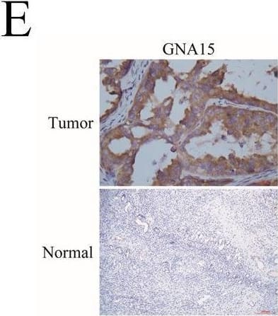 Immunohistochemistry G protein alpha 16 Antibody - BSA Free