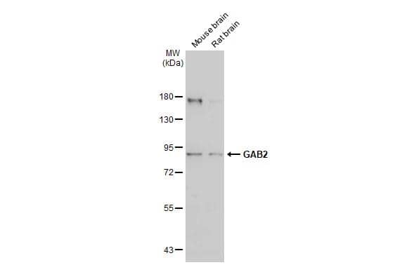 Western Blot GAB2 Antibody
