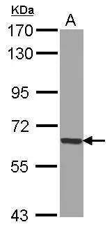 Sample (30 ug of whole cell lysate)  A: 293T  7.5% SDS PAGE  NBP2-16575 diluted at 1:1000  