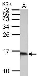 Sample (30 ug of whole cell lysate)  A: BCL-1  15% SDS PAGE  NBP2-16581 diluted at 1:10000 The HRP-conjugated anti-rabbit IgG antibody  was used to detect the primary antibody. 