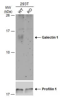 <b>Genetic Strategies Validation. </b>Wild-type (WT) and Galectin 1 knockout (KO) 293T cell extracts (30 ug) were separated by 15% SDS-PAGE, and the membrane was blotted with Galectin 1 antibody (NBP2-16581) diluted at 1:500. The HRP-conjugated anti-rabbit IgG antibody  was used to detect the primary antibody, and the signal was developed with Trident ECL plus-Enhanced. 