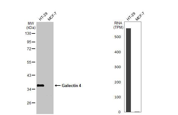 <b>Orthogonal Strategies Validation. </b>Western Blot: Galectin-4 Antibody [NBP2-16583] - Various whole cell extracts (30 ug) were separated by 10% SDS-PAGE, and the membrane was blotted with Galectin 4 antibody  diluted at 1:1000. The HRP-conjugated anti-rabbit IgG antibody  was used to detect the primary antibody. Corresponding RNA expression data for the same cell lines are based on Human Protein Atlas program.