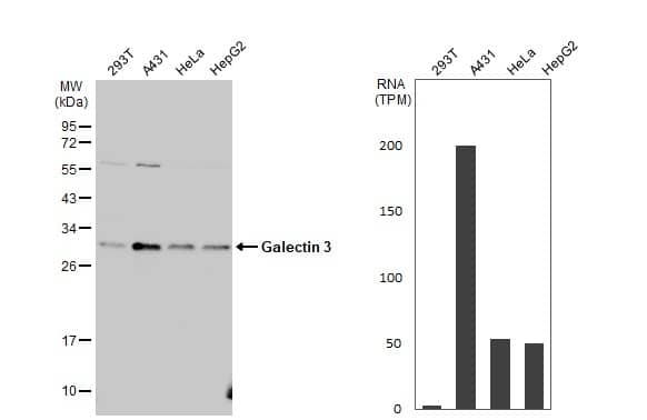 <b>Orthogonal Strategies Validation. </b>Western Blot: Galectin-3 Antibody [NBP2-16589] - Various whole cell extracts (30 ug) were separated by 12% SDS-PAGE, and the membrane was blotted with Galectin 3 antibody  diluted at 1:1000. The HRP-conjugated anti-rabbit IgG antibody  was used to detect the primary antibody. Corresponding RNA expression data for the same cell lines are based on Human Protein Atlas program.