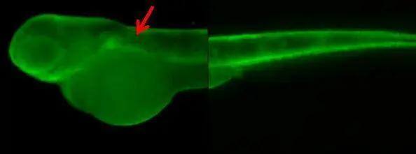 Immunohistochemical analysis (whole mount) of zebrafish embryo, using gamma Adaptin antibody [N1N3] (NBP2-16599) at 1:200 dilution. 