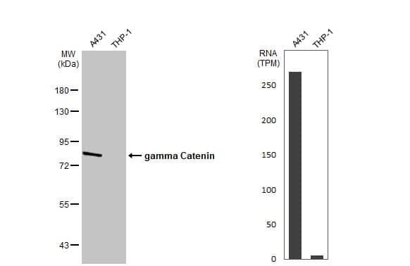 <b>Orthogonal Strategies Validation. </b>Western Blot: gamma Catenin Antibody [NBP2-16600] - Various whole cell extracts (30 ug) were separated by 7.5% SDS-PAGE, and the membrane was blotted with gamma Catenin antibody [C2C3], C-term  diluted at 1:1000. The HRP-conjugated anti-rabbit IgG antibody  was used to detect the primary antibody. Corresponding RNA expression data for the same cell lines are based on Human Protein Atlas program.