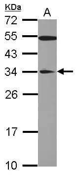 Sample (30 ug of whole cell lysate)  A: HepG2  12% SDS PAGE  NBP2-16610 diluted at 1:1000  