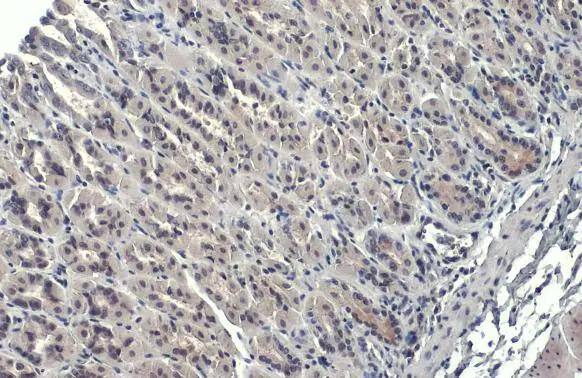Immunohistochemistry-Paraffin GATA-4 Antibody