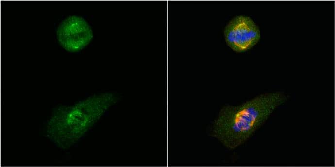 Immunocytochemistry/ Immunofluorescence GCP4 Antibody - BSA Free