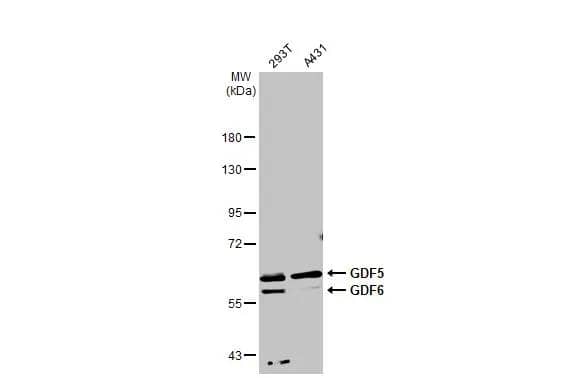Various whole cell extracts (30 ug) were separated by 7.5% SDS-PAGE, and the membrane was blotted with GDF5 + GDF6 antibody [C3], C-term (NBP2-16632) diluted at 1:500. The HRP-conjugated anti-rabbit IgG antibody  was used to detect the primary antibody. 