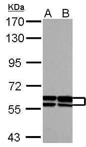 Sample (30 ug of whole cell lysate)  A: NIH-3T3  B: JC  7.5% SDS PAGE  NBP2-16632 diluted at 1:1000  