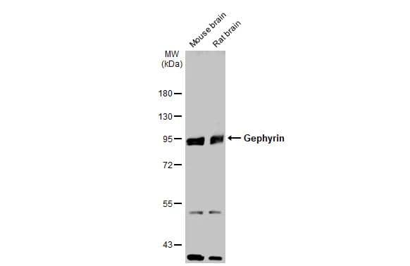 Various tissue extracts (50 ug) were separated by 7.5% SDS-PAGE, and the membrane was blotted with Gephyrin antibody [N2C1], Internal (NBP2-16641) diluted at 1:2000. The HRP-conjugated anti-rabbit IgG antibody  was used to detect the primary antibody. 