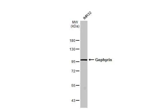 Whole cell extract (30 ug) was separated by 7.5% SDS-PAGE, and the membrane was blotted with Gephyrin antibody [N2C1], Internal (NBP2-16641) diluted at 1:3000. The HRP-conjugated anti-rabbit IgG antibody  was used to detect the primary antibody. 