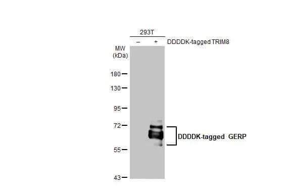 Non-transfected (-) and transfected (+) 293T whole cell extracts (30 ug) were separated by 7.5% SDS-PAGE, and the membrane was blotted with GERP antibody (NBP2-16642) diluted at 1:2000. The HRP-conjugated anti-rabbit IgG antibody  was used to detect the primary antibody. 