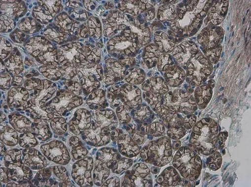 GLMN antibody detects GLMN protein at cytoplasm in mouse duodenum by immunohistochemical analysis. Sample: Paraffin-embedded mouse duodenum. GLMN antibody (NBP2-16669) diluted at 1:500. br>Antigen Retrieval: Citrate buffer, pH 6.0, 15 min 