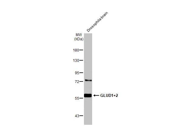Drosophila tissue extract (50 ug) was separated by 7.5% SDS-PAGE, and the membrane was blotted with GLUD1 + GLUD2 antibody (NBP2-16678) diluted at 1:1000. The HRP-conjugated anti-rabbit IgG antibody  was used to detect the primary antibody. 