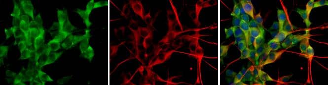 GLUD1 + GLUD2 antibody detects Glutamate Dehydrogenase protein at cytoplasm by immunofluorescent analysis.Sample: U-87 MG cells were fixed in 4% paraformaldehyde at RT for 15 min.Green: Glutamate Dehydrogenase protein stained by GLUD1 + GLUD2 antibody (NBP2-16679) diluted at 1:500.Red: beta Tubulin 3/ TUJ1 protein stained by beta Tubulin 3/ TUJ1 antibody  diluted at 1:200.Blue: Hoechst 33342 staining. 