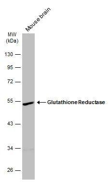 Western Blot Glutathione Reductase Antibody - BSA Free