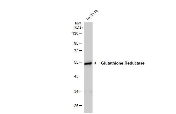 Western Blot Glutathione Reductase Antibody - BSA Free