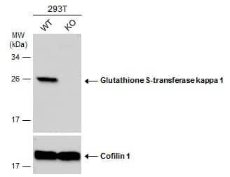 Western Blot Glutathione S Transferase kappa 1 Antibody