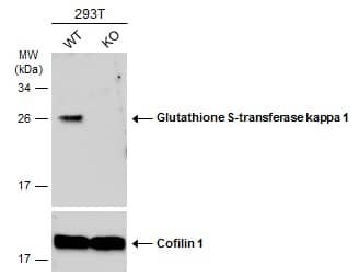Wild-type (WT) and Glutathione S-transferase kappa 1 knockout (KO) 293T cell extracts (30 ug) were separated by 12% SDS-PAGE, and the membrane was blotted with Glutathione S-transferase kappa 1 antibody (NBP2-16686) diluted at 1:1000. The HRP-conjugated anti-rabbit IgG antibody  was used to detect the primary antibody. 