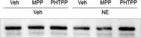 Western Blot: Glycogen phosphorylase, muscle form Antibody [NBP2-16689] - ER alpha  & ER beta  Involvement in Noradrenergic Regulation of VMN GS & GPbb/GPmm Protein Expression. Micropunch-dissected VMN tissue obtained from groups of female rats (n = 6/group) infused into the VMN with Veh or NE after Veh, MPP, or PHTPP pretreatment was analyzed by Western blot for GS (Panel 5A), F(5, 12) = 8.44, p = .0003; GPbb (Panel 5B), F(5, 12) = 12.90, p < .0001; or GPmm (Panel 5C), F(5, 12) = 16.49, p < .0001 protein content. Data show mean normalized protein optical density (O.D.) values ± SEM. *p < .05; **p < .01; ***p < .001. VMN = ventromedial hypothalamic nucleus; GS = glycogen synthase; GPmm = glycogen phosphorylase-muscle type; GPbb = glycogen phosphorylase-brain type; MPP = 1,3-Bis(4-hydroxyphenyl)-4-methyl-5-[4-(2-piperidinylethoxy)phenol]-1H-pyrazole dihydrochloride; PHTPP = 4-[2-phenyl-5,7-bis(trifluoromethyl)pyrazolo[1,5-a]pyrimidin-3-yl]phenol; NE = norepinephrine. Image collected & cropped by CiteAb from the following publication (//pubmed.ncbi.nlm.nih.gov/32233668), licensed under a CC-BY license. Not internally tested by Novus Biologicals.