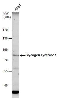 Glycogen synthase 1 antibody detects Glycogen synthase 1 protein by western blot analysis. Whole cell extracts (30 ug) was separated by 7.5 % SDS-PAGE, and blotted with Glycogen synthase 1 antibody (NBP2-16690) diluted by 1:500 
