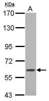 Western Blot GMEB1 Antibody