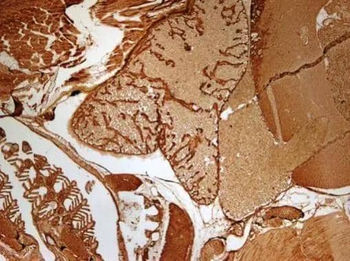 Immunohistochemistry GNB1 Antibody - BSA Free