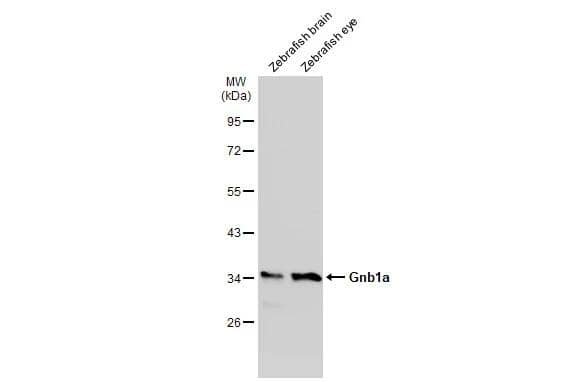 Western Blot GNB1 Antibody - BSA Free