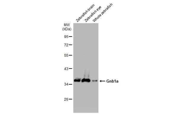 Western Blot GNB1 Antibody - BSA Free