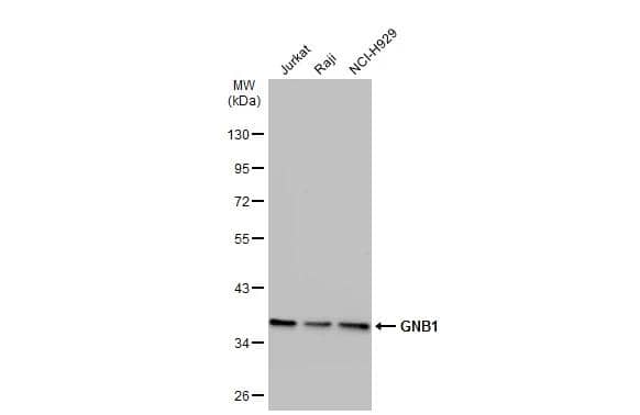 Western Blot GNB1 Antibody - BSA Free