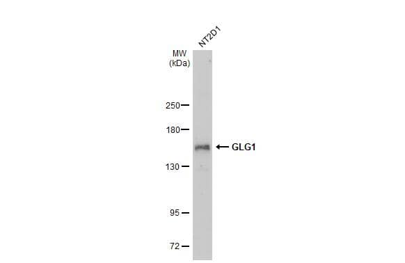 Whole cell extract (30 ug) was separated by 5% SDS-PAGE, and the membrane was blotted with GLG1 antibody [C2C3], C-term (NBP2-16704) diluted at 1:1000. The HRP-conjugated anti-rabbit IgG antibody  was used to detect the primary antibody. 