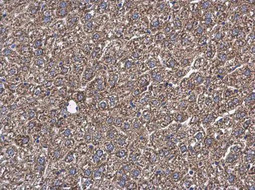 GOT2 antibody detects GOT2 protein at cytoplasm in mouse liver by immunohistochemical analysis. Sample: Paraffin-embedded mouse liver. GOT2 antibody (NBP2-16708) diluted at 1:500.Antigen Retrieval: Citrate buffer, pH 6.0, 15 min 