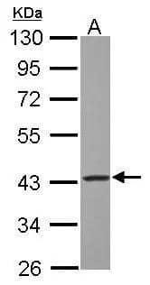 Sample (30 ug of whole cell lysate)  A: HepG2  10% SDS PAGE  NBP2-16708 diluted at 1:1000 The HRP-conjugated anti-rabbit IgG antibody  was used to detect the primary antibody. 