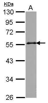 Sample (30 ug of whole cell lysate)  A: Raji  10% SDS PAGE  NBP2-16740 diluted at 1:1000  