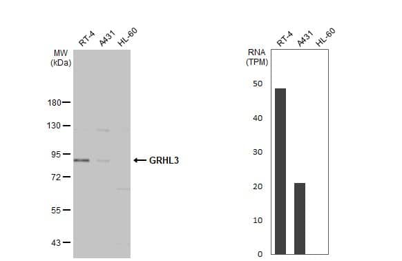 Various whole cell extracts (30 ug) were separated by 7.5% SDS-PAGE, and the membrane was blotted with GRHL3 antibody (NBP2-16746) diluted at 1:5000. The HRP-conjugated anti-rabbit IgG antibody  was used to detect the primary antibody, and the signal was developed with Trident ECL plus-Enhanced. Corresponding RNA expression data for the same cell lines are based on Human Protein Atlas program. 