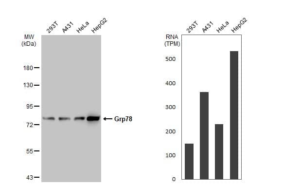 <b>Orthogonal Strategies Validation. </b>Western Blot: GRP78/HSPA5 Antibody [NBP2-16749] - Various whole cell extracts (30 ug) were separated by 7.5% SDS-PAGE, and the membrane was blotted with Grp78 antibody  diluted at 1:10000. The HRP-conjugated anti-rabbit IgG antibody  was used to detect the primary antibody. Corresponding RNA expression data for the same cell lines are based on Human Protein Atlas program.