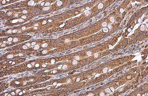 Grp78 antibody detects Grp78 protein at cytoplasm by immunohistochemical analysis.Sample: Paraffin-embedded rat duodenum.Grp78 stained by Grp78 antibody (NBP2-16749) diluted at 1:500.Antigen Retrieval: Citrate buffer, pH 6.0, 15 min 