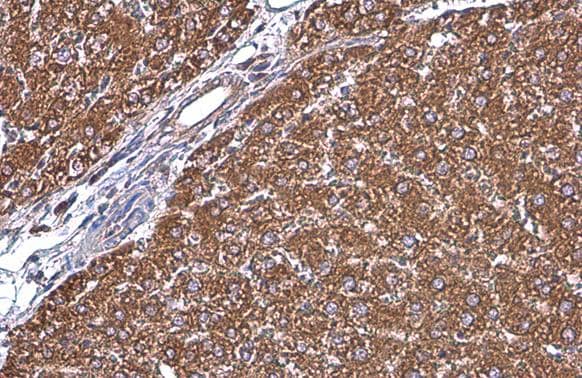 Grp78 antibody detects Grp78 protein at cytoplasm by immunohistochemical analysis.Sample: Paraffin-embedded rat liver.Grp78 stained by Grp78 antibody (NBP2-16749) diluted at 1:500.Antigen Retrieval: Citrate buffer, pH 6.0, 15 min 