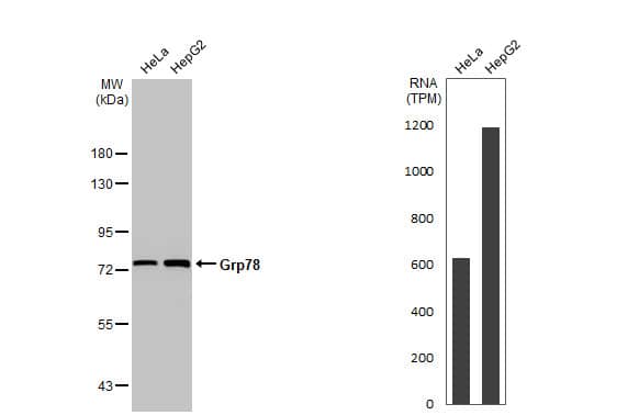 Various whole cell extracts (30 ug) were separated by 7.5% SDS-PAGE, and the membrane was blotted with Grp78 antibody (NBP2-16749) diluted at 1:10000. The HRP-conjugated anti-rabbit IgG antibody  was used to detect the primary antibody. Corresponding RNA expression data for the same cell lines are based on Human Protein Atlas program. 