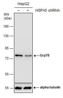 <b>Genetic Strategies Validation. </b>Non-transfected (-) and transfected (+) HepG2 whole cell extracts (30 ug) were separated by 7.5% SDS-PAGE, and the membrane was blotted with Grp78 antibody (NBP2-16749) diluted at 1:10000. The HRP-conjugated anti-rabbit IgG antibody  was used to detect the primary antibody. 