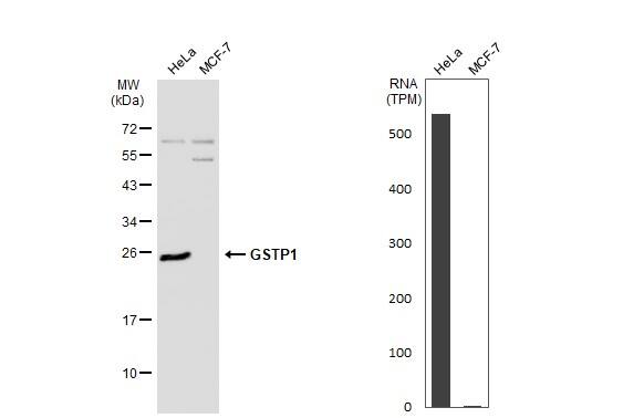 Various whole cell extracts (30 ug) were separated by 12% SDS-PAGE, and the membrane was blotted with GSTP1 antibody (NBP2-16757) diluted at 1:1000. The HRP-conjugated anti-rabbit IgG antibody  was used to detect the primary antibody. Corresponding RNA expression data for the same cell lines are based on Human Protein Atlas program. 