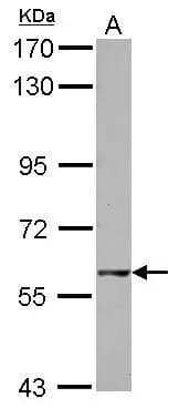 Sample (30 ug of whole cell lysate)  A: 293T  7.5% SDS PAGE  NBP2-16764 diluted at 1:500  