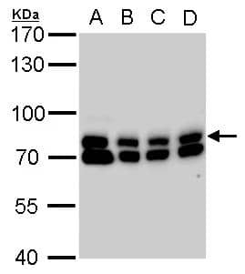 Western Blot GTPBP4 Antibody